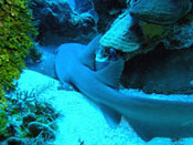Nurse shark underwater photo