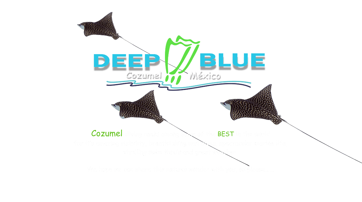 Deep Blue dive shop, scuba diving in Cozumel, Mexico