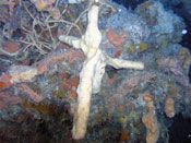 Punta Sur cross underwater photo