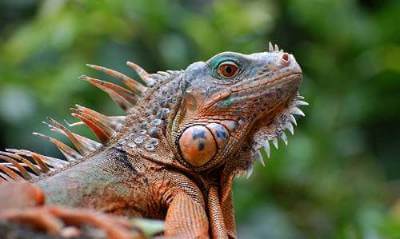 Cozumel Island Iguana lizard reptile