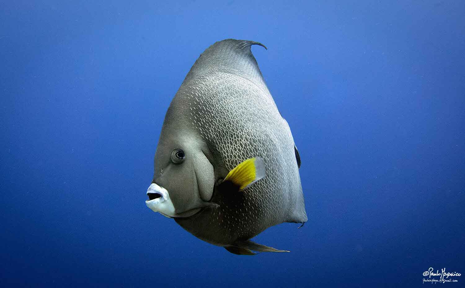 grey-angelfish-2.jpg