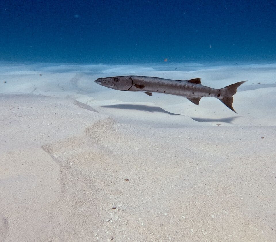 Barracuda swimming over sandy ocean floor