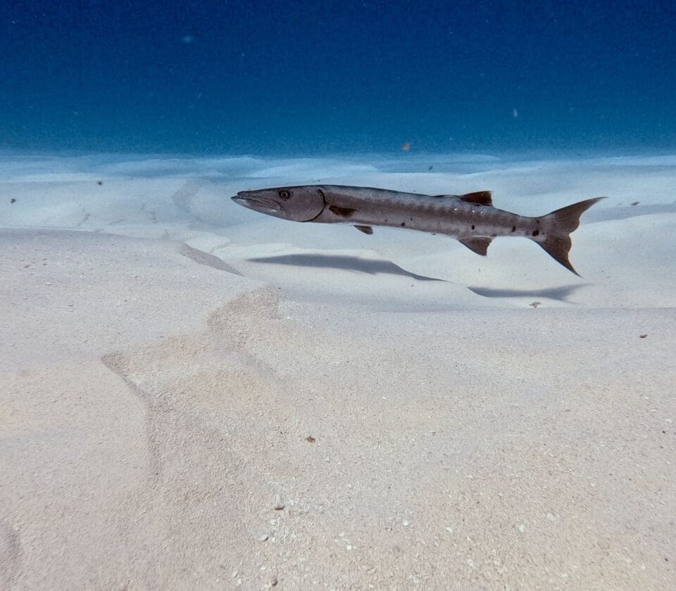Barracuda swimming over sandy ocean floor