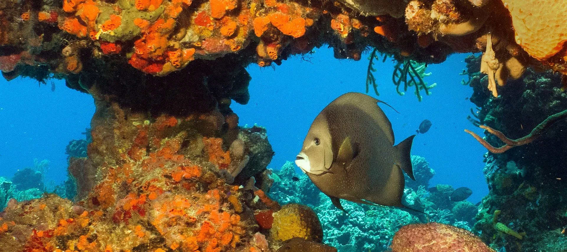 gray angelfish