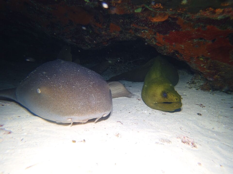 a nurse shark sleeping next to green moray eel