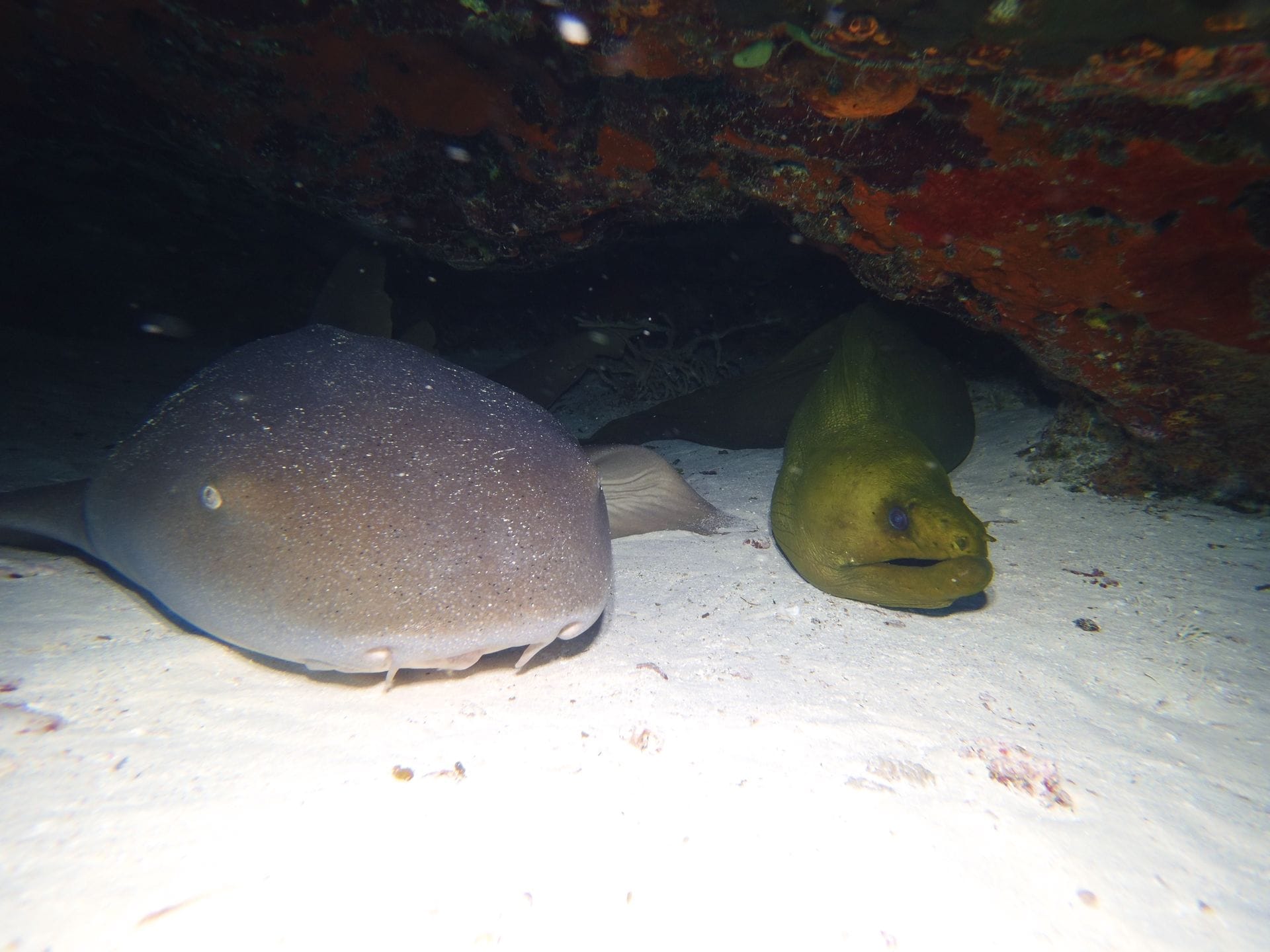 a nurse shark sleeping next to green moray eel