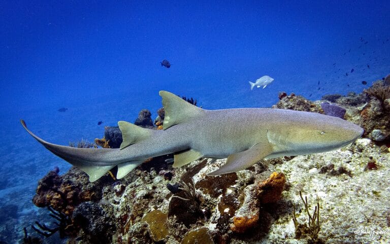 Tiburón nadando en arrecife coralino claro