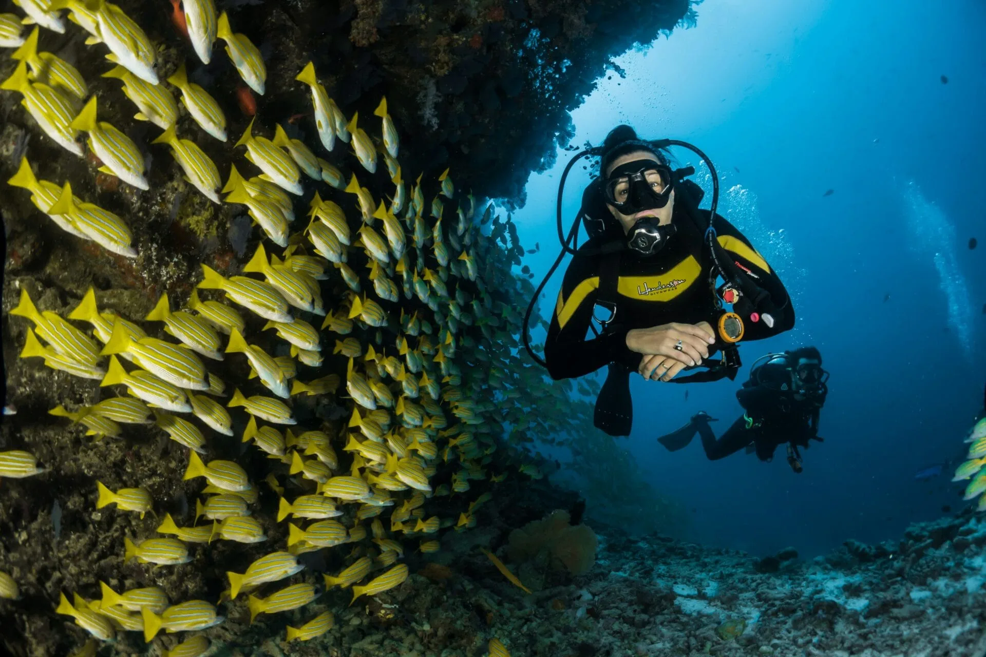 A diver swims next to a school of yellow grunts