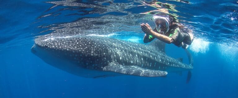 Buzo nadando con tiburón ballena en mar azul