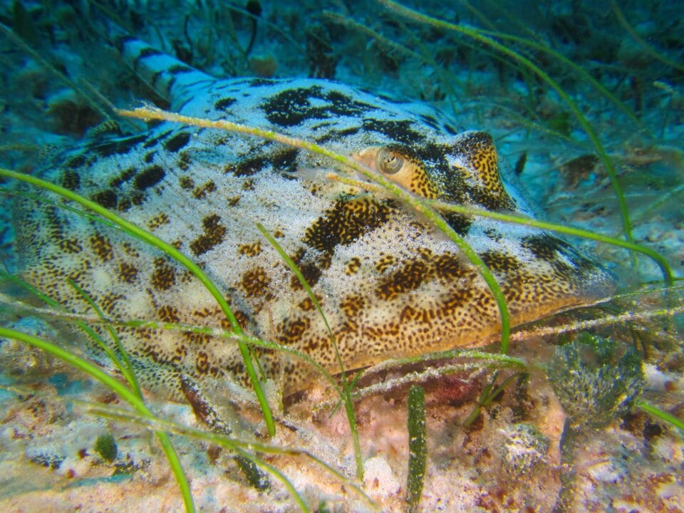yellow stingray